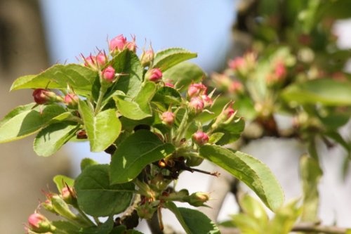 Sierappel 'Evereste', leivorm scherm