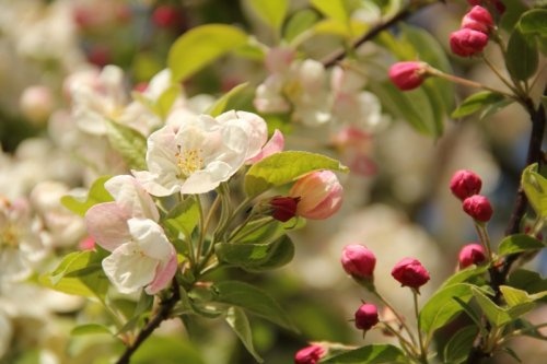 Sierappel 'Evereste' - Malus 'Evereste'