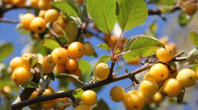 Sierappel 'Golden Hornet', 