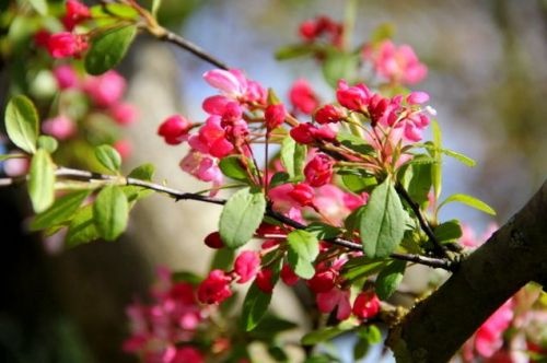 Sierappel, hoogstam, met roze rode bloemen