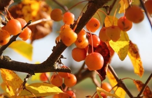 Klauterboom voor de kleintjes sierappeltje kan prima gesnoeid worden ook in kleine tuinen