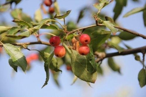 Sierappel 'Mandarin' hoogstam is een mooie afwisseling in uw tuin
