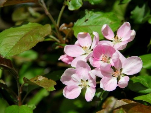 Sierappel 'Neville Copeman', hoogstam met bloesem