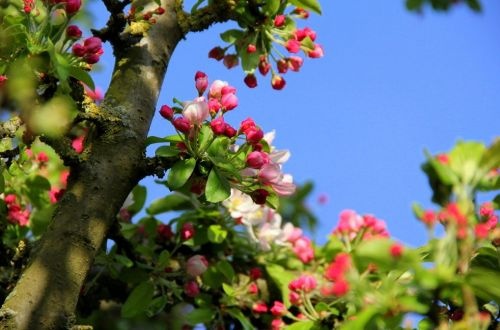 Sierappel 'Professor Sprenger', hoogstam bloemen in wit, roze, rood