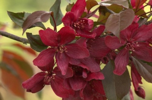 Sierappel 'Royalty' bloesem