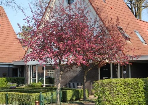 Sierappel 'Rudolph', hoogstam boom toepassing
