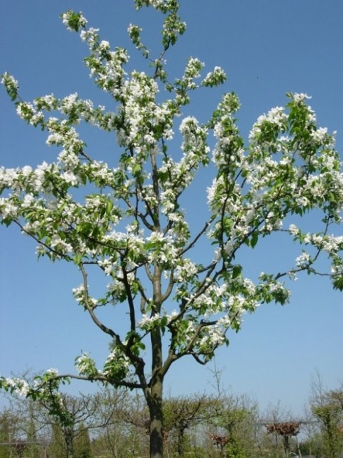 Sierappel 'Street Parade', zomerblad met rode appeltjes in wording