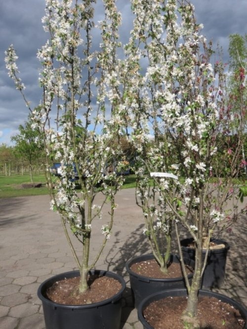 Sierappel 'Street Parade' - Malus baccata 'Street Parade'
