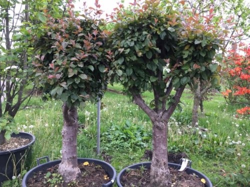Sierappel, tuinbonsai - Malus 'Neville Copeman'