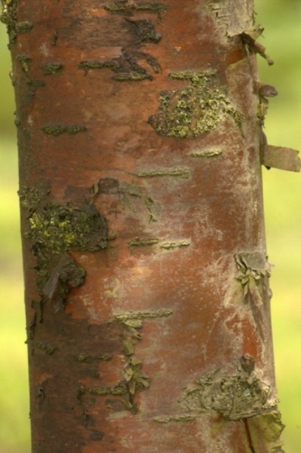 Sierkers 'Amber Beauty' in bloei