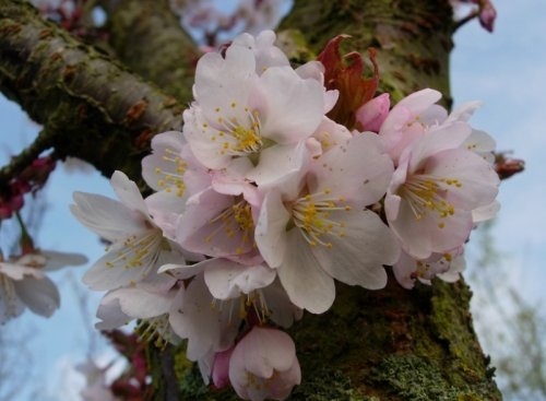 Sierkers - Prunus 'Spire'