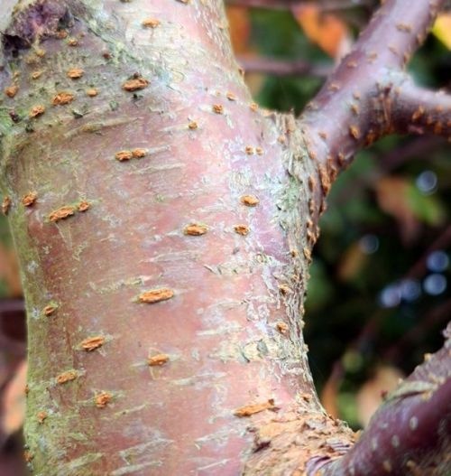 Prunus pensylvanica 'Auburn Splendor'