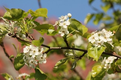 Sierpeer peer - Pyrus calleryana 'Chanticleer'