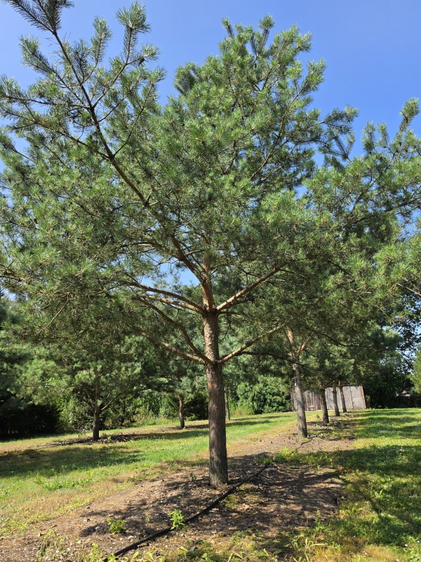 Grove Den