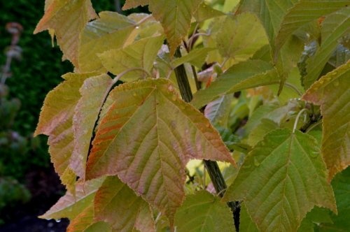 Slangenhuidesdoorn - Acer pensylvanicum