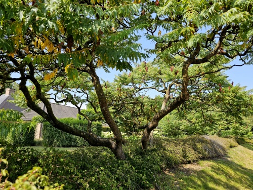 Fluweelboom 'Dissecta' als veterane struikboom 300-350 cm hoog eindhoogte