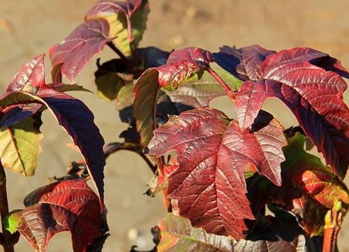 Viburnum sargentii 'Onondaga'