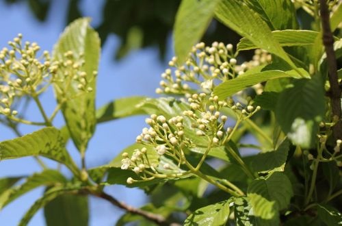 Sneeuwbal - Viburnum sieboldii