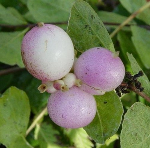 Sneeuwbes 'Magic Berry' - vakbeplanting met sneeuwbessen