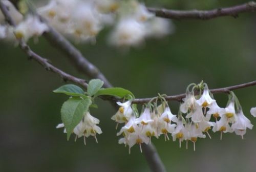 Sneeuwklokjesboom 'Carolina' met bloem