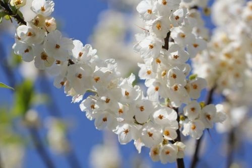 Sneeuwklokjesboom 'Carolina' bloem 