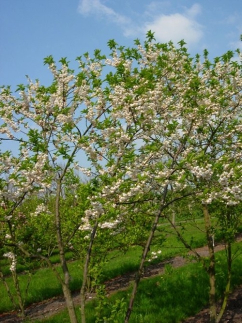 Sneeuwklokjesboom - Halesia carolina