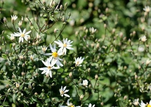 De witte sneeuwsteraster