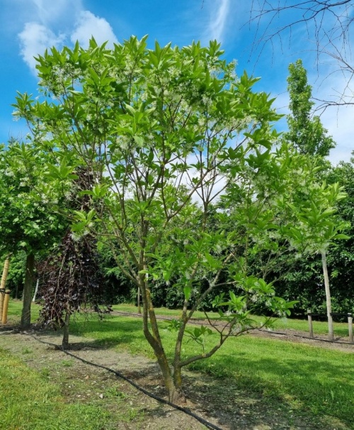 Chionanthus virginicus zomerblad