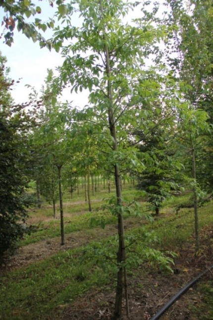 Sneeuwvlokkenboom - Chionanthus retusus