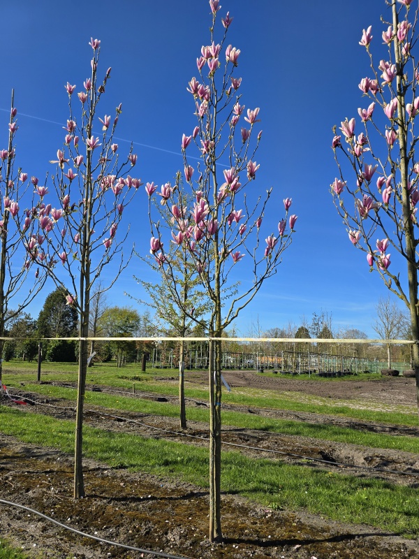 Magnolie