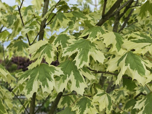 De boom groeit langzaam maar kan een hoogte bereiken van 8-10 meter