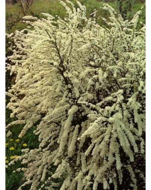 Spierstruik - vakbeplanting 