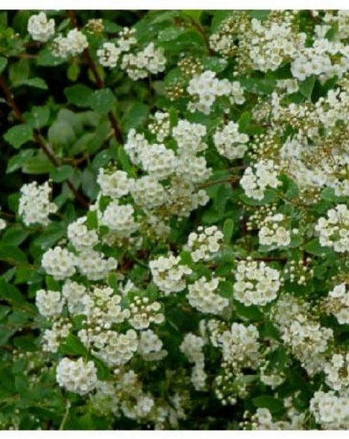 Spierstruik vanhouttei - vakbeplanting met witte bloem