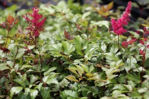 Diep granaatrode Spirea