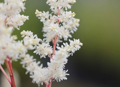 Spirea wit - Astilbe arendsii 'Weisse Gloria'