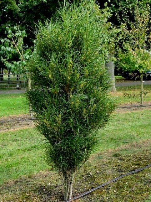 Sporkehout - Frangula asplenifolia 'Fine Line'