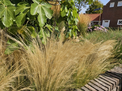 Vedergras is een fijne siergrassoort is groen in de 1e helft van de zomer