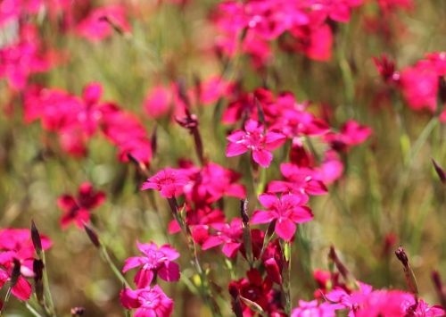 Steenanjer roze-rood - Dianthus delt. 'Flashing Light'