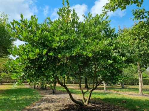 Stermagnolia 'Rosea', meerstammig, leveren wij in verschillende maten