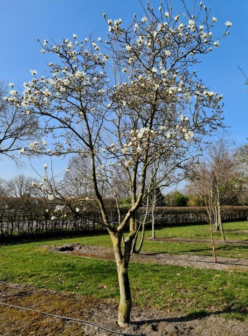 Stermagnolia 'Royal Star', meerstammige struiken leveren wij in verschillende maten en uitvoeringen