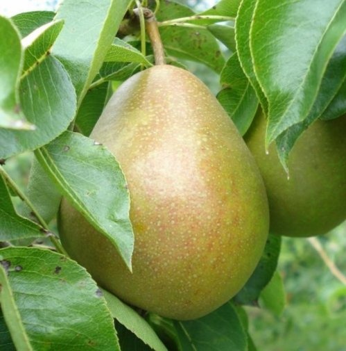 Stoofpeer "Avezaath Kapel"  - Pyrus communis 'Avezaath Kapel'