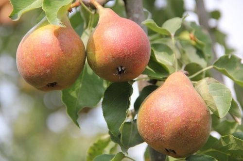 Stoofpeer 'Gieser Wildeman'  - Pyrus communis 'Gieser Wildeman'