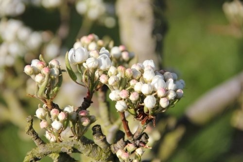Stoofpeer "Heerenpeer"  - Pyrus communis 'Heerenpeer'