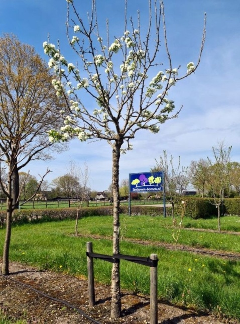 handpeer 'Kruidenierspeer' - Pyrus communis 'Kruidenierspeer'