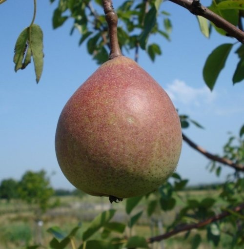 Stoofpeer "Saint Remy"  - Pyrus communis 'Saint Remy'