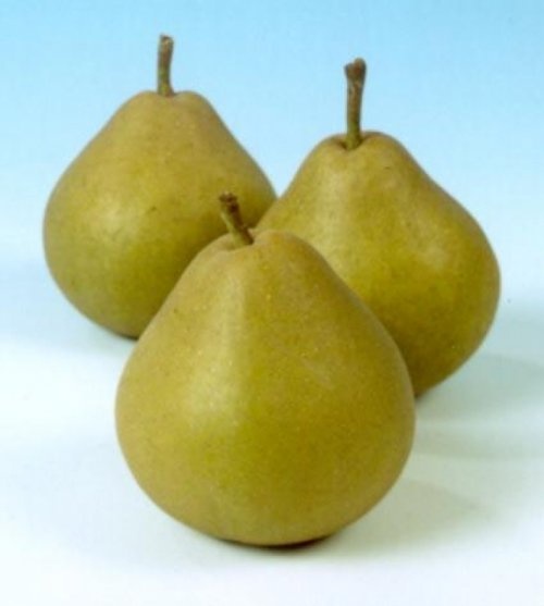 Stoofpeer "Wellemanpeer"  - Pyrus communis 'Wellemanpeer'
