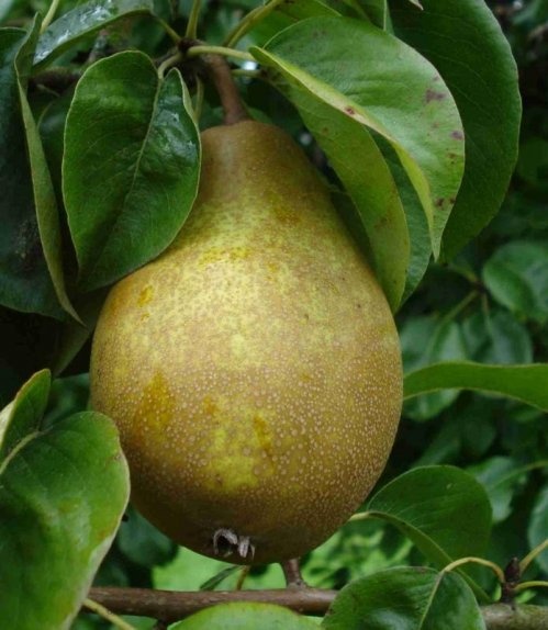 Stoofpeer "Winterrietpeer"  - Pyrus communis 'Winterrietpeer'