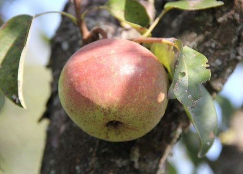 Stoofpeer 'Zoete Brederode'  - Pyrus communis 'Zoete Brederode'