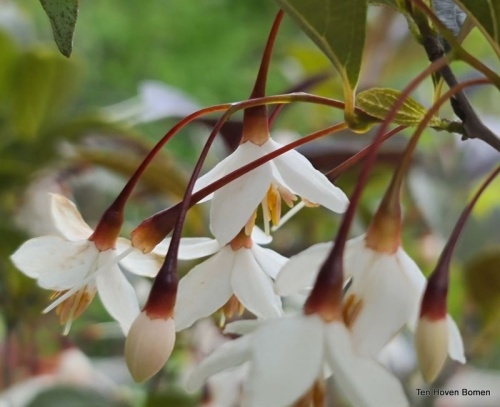 Styrax  Japonicus 'Evening Light'