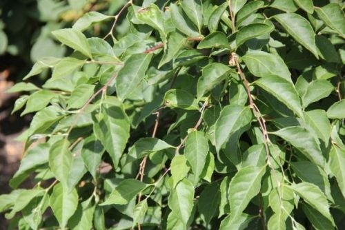 Storaxboom, treurboom met donker groen blad